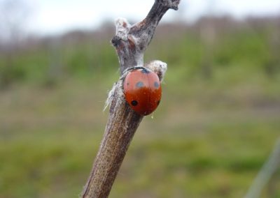 coccinelle