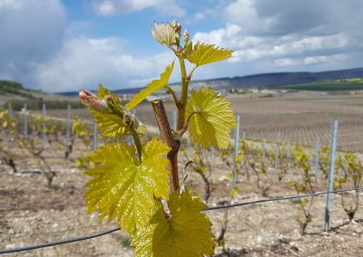 feuille-de-vigne